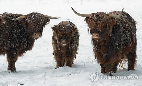 만든곳: 한국 네티즌본부 카페