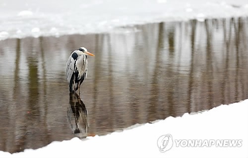 만든곳: 한국 네티즌본부 카페