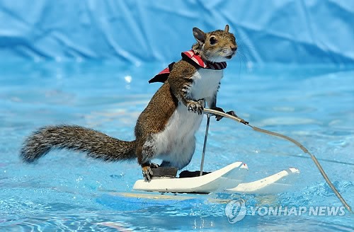 만든곳: 한국 네티즌본부 카페