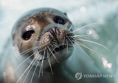 작성: 한국 네티즌본부