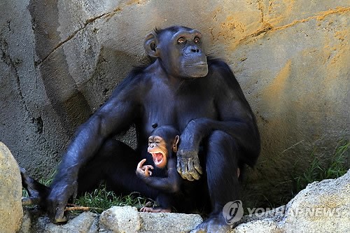 만든곳: Daum 카페: 한국 네티즌본부.