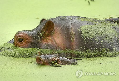 만든곳: Daum 카페: 한국 네티즌본부.