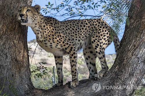 만든곳: Daum 카페: 한국 네티즌본부.