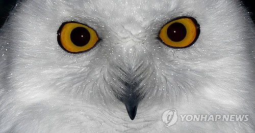 사진이 안보일 때→우측클릭→'사진보기' 클릭, OK. ☞작성: Daum카페: 한국 네티즌본부