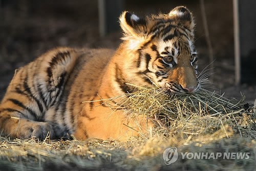 사진이 안보일 때→우측클릭→'사진보기' 클릭, OK. ☞작성: Daum카페: 한국 네티즌본부