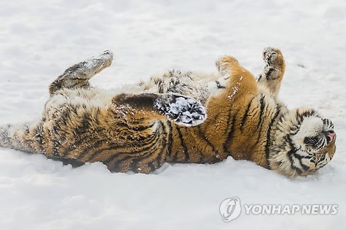 사진이 안보일 때→우측클릭→'사진보기' 클릭, OK. ☞작성: Daum카페: 한국 네티즌본부