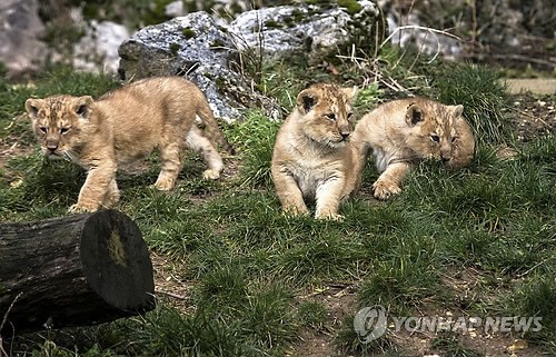 사진이 안보일 때→우측클릭→'사진보기' 클릭, OK. ☞작성: Daum카페: 한국 네티즌본부