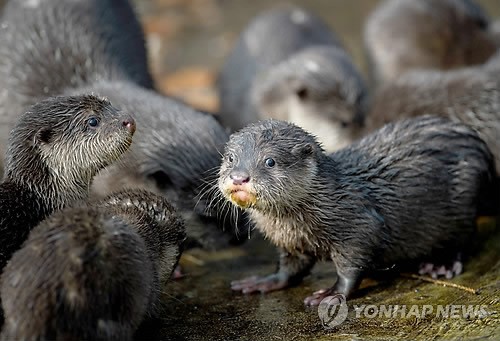 사진이 안보일 때→우측클릭→'사진보기' 클릭, OK. ☞작성: Daum카페: 한국 네티즌본부