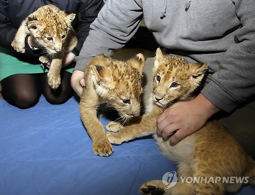 사진이 안보일 때→우측클릭→'사진보기' 클릭, OK. ☞작성: Daum카페: 한국 네티즌본부