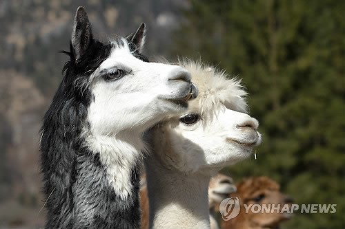 사진이 안보일 때→우측클릭→'사진보기' 클릭, OK. ☞작성: Daum카페: 한국 네티즌본부