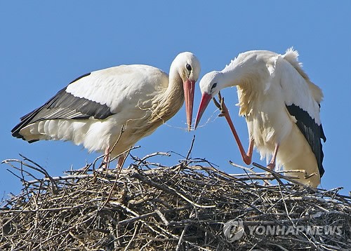 사진이 안보일 때→우측클릭→'사진보기' 클릭, OK. ☞작성: Daum카페: 한국 네티즌본부