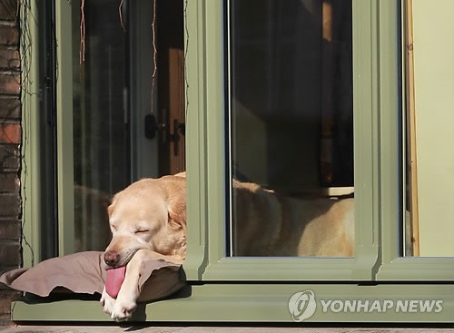 사진이 안보일 때→우측클릭→'사진보기' 클릭, OK. ☞작성: Daum카페: 한국 네티즌본부