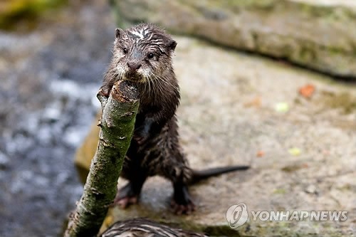 사진이 안보일 때→우측클릭→'사진보기' 클릭, OK. ☞작성: Daum카페: 한국 네티즌본부