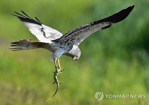 사진이 안보일 때→우측클릭→'사진보기' 클릭, OK. ☞작성: Daum카페: 한국 네티즌본부