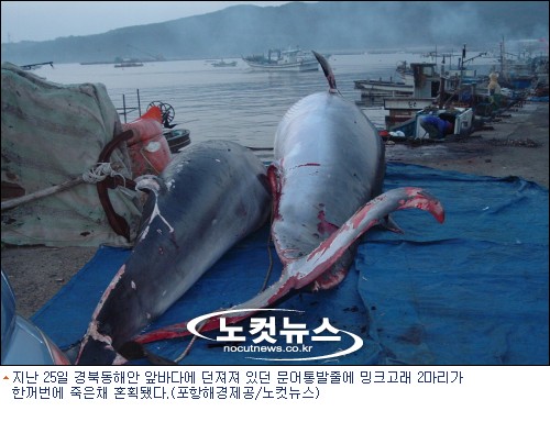 문어통발줄에 밍크고래 2마리 한꺼번에 혼획