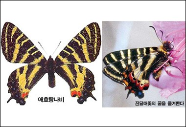 봄을 기다리는 애호랑·사향제비나비~