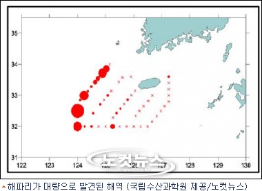 이어도서 독성 해파리 대량 발견…수산업에도 피해