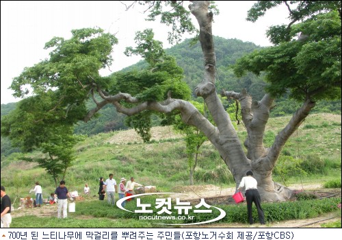 수령 700년 느티나무 막걸리 먹고 쑥쑥