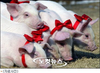 돼지가 사람잡네… 英 남성, 돼지떼 공격으로 부상당해