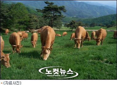 동해안 한우 브랜드 한우령 탄생