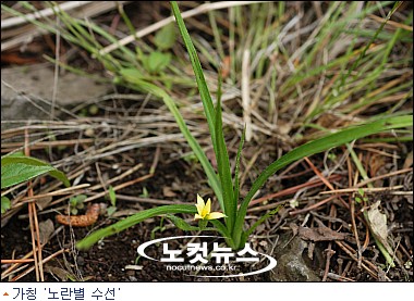 제주서 70년 만에 노란별 수선 재발견