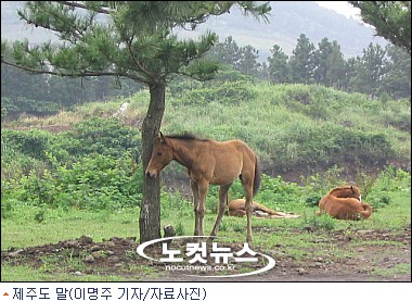 제주도 말뼈 가공제품 효능 검증 용역 실시