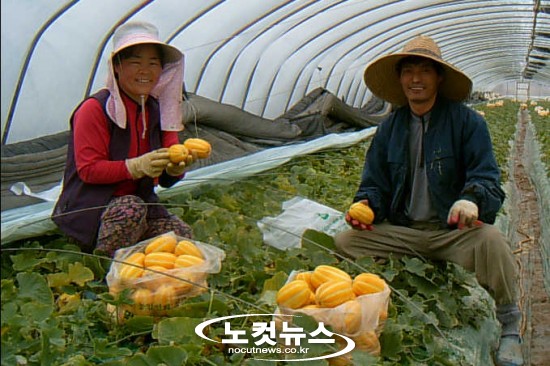황후의 과실 옥포참외 첫 출하