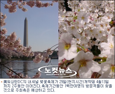 워싱턴 포토맥 강변에 사쿠라가 만개한 이유는?