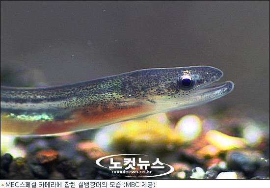 MBC스페셜, 장어 생태 비밀을 파해치다