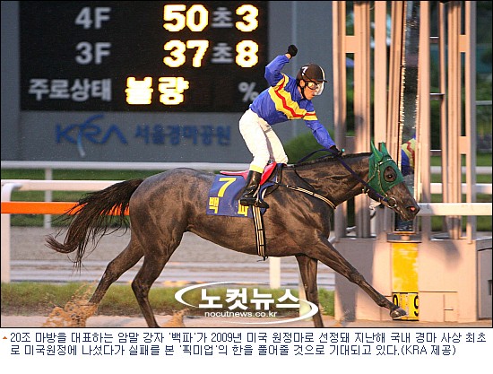 <경마>백파, 경마 사상 두번째 미국 원정길