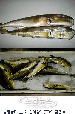 수입금지된  맹독성 태국산 복어, 원산지 세탁해 국내 유통