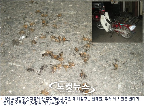 부산 주택가에 수 천마리 벌떼 날아들어 퇴치소동