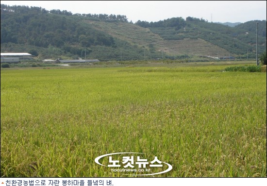 농부 노무현의 꿈 봉하마을 친환경 쌀 풍년