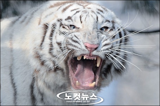 백호의 기백