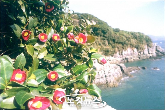 여수 오동도 동백꽃 만개
