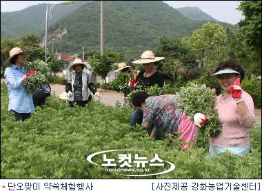 약쑥의 놀라움, 직접체험하세요