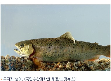 수산과학원, 무지개 송어 바닷물로 키우는 양식기술 개발