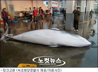 유통증명서 없으면 고래 못판다