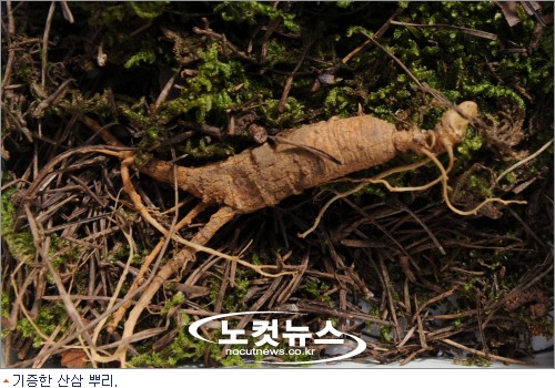 자연채취 산삼, 병마와 싸우는 이웃들에 선물