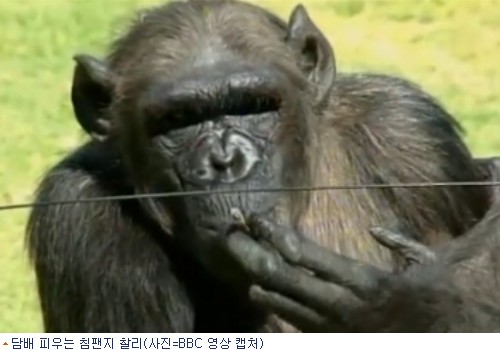 담배 피우는 침팬지 찰리, 52살에 자연사