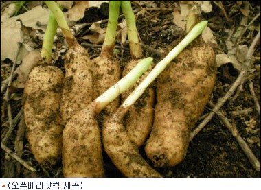 친환경 식품 천마로 건강을 지키자