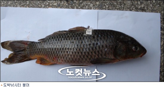 포항해경, 도박낚시터 업주 11명 검거