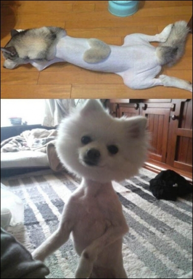 강아지 미용 주인 잘못 만나면 개고생?