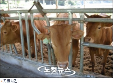 뿔난 한우농가, 소 몰고 청와대로