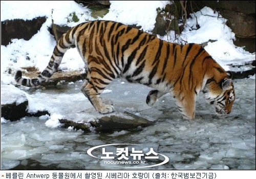 백두산 호랑이는 아직 살아있다.