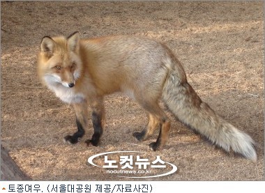 소백산 여우복원 사업 속도