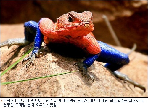 아프리카서 스파이더맨 도마뱀 발견