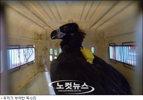 조난 구조되어 방사된 천연기념물 독수리의 귀향