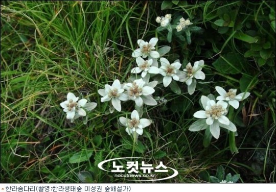 제주의 풀꽃나무이야기-한라솜다리