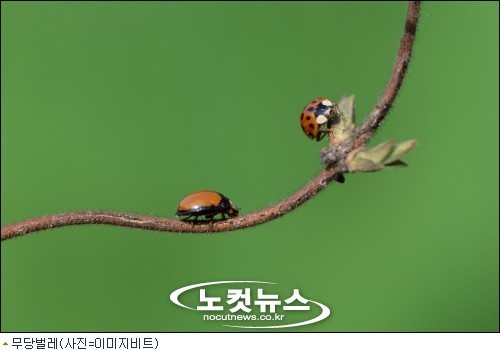 美 쇼핑몰에 벌레 7만2천마리 방사 왜?
